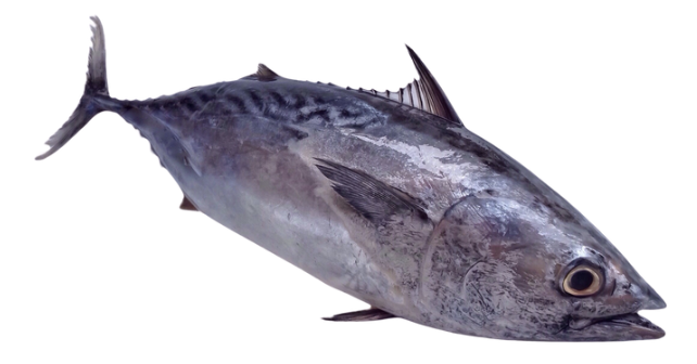 Fish